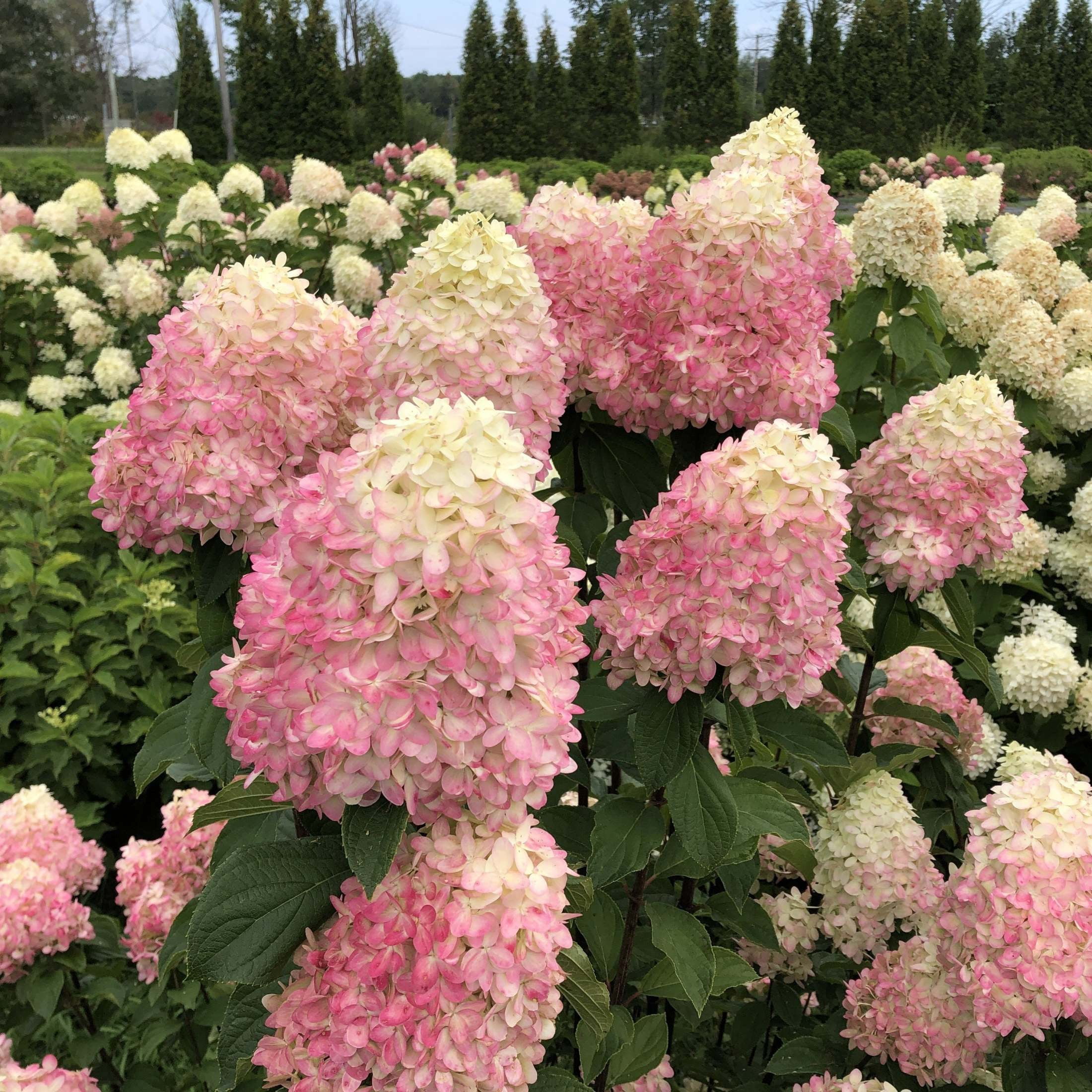 Proven Winners ColorChoice 5" Limelight Prime Panicle Hydrangea Live Plant in 4.5" Pot (4 Count)