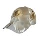 thumbnail image 1 of Fotbe Elegant Ivory Flower Gorro Clásico de Béisbol, Gorra Ajustable con Broche Snapback, Gorro de Exterior de Algodón Suave, 1 of 6