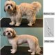 thumbnail image 4 of dog grooming scissors 7 inch, 4 of 4