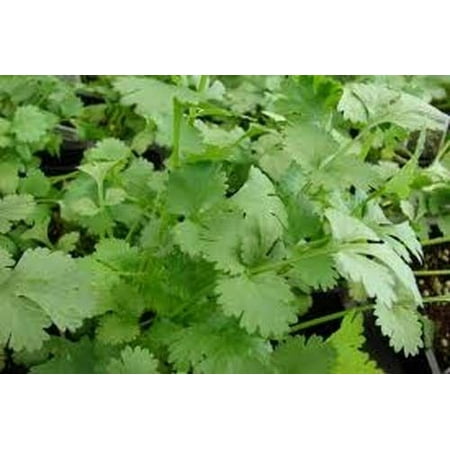 Cilantro Slow Bolting Also Known Ascoriander Chinese Parsley Great Herb Heirloom Vegetable 400 (Best Way To Grow Vegetables From Seed)