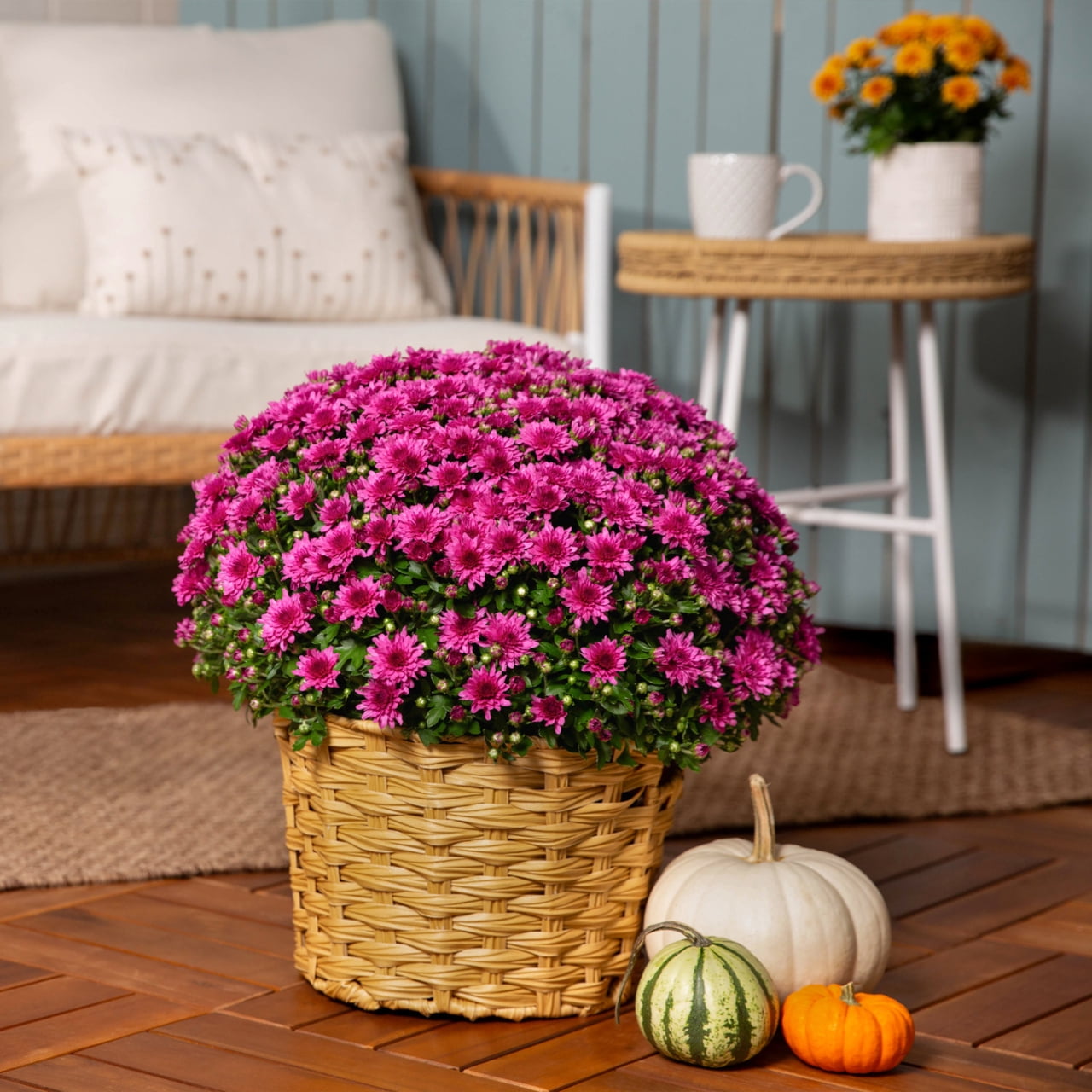 Better Homes & Gardens 2.5G Pink Garden Chrysanthemum Plant Decorative Basket Sun