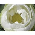 thumbnail image 2 of Christensen, Jim 14x12 White Modern Wood Framed Museum Art Print Titled - Delicate Lotus I, 2 of 4