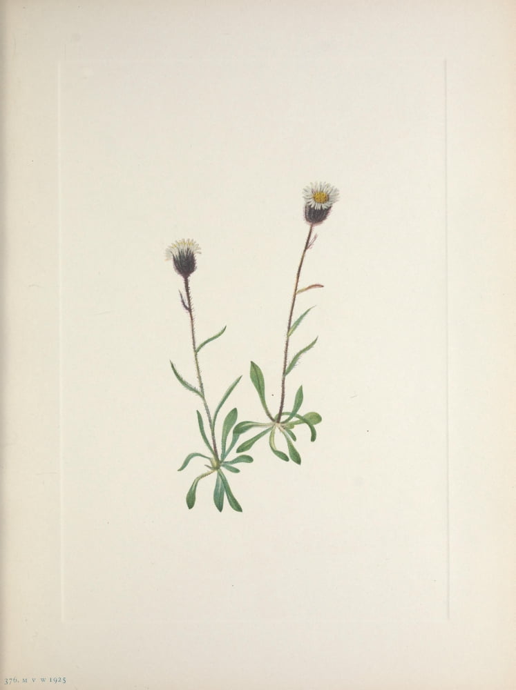 N American Wild Flo