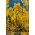 thumbnail image 2 of Ostrowitz, Mallorie 23x32 White Modern Wood Framed Museum Art Print Titled - Grouping of aspen trees on a trail-Colorado, 2 of 4