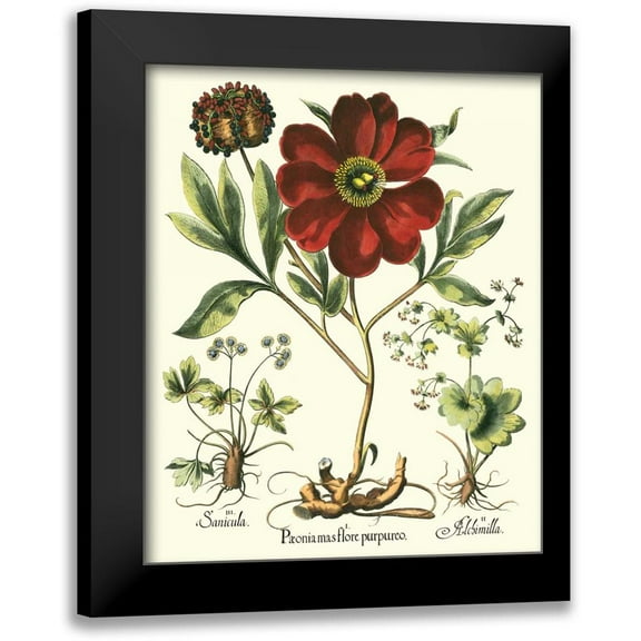 Besler, Basilius 12x14 Black Modern Framed Museum Art Print Titled - Besler Peonie II