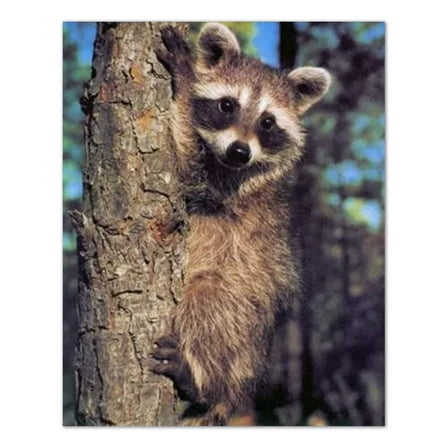 Raccoon On Tree Kids Country Wall Picture Art Print
