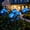 Blue, variant on Solar Hydrangea Lights, Fairy Hydrangea Lights, Ip65 Waterproof Colorful Led Flower Light, 15h Lighting Time for Pathway Patio Yard Garden Decor(White,1)