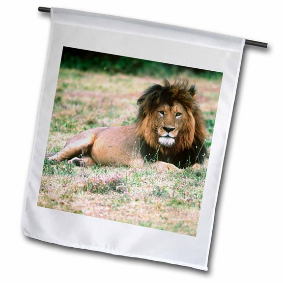 3dRose, Male Lion after large meal, Tanzania, Africa - NA02 DNO0331 - David Northcott, 12 x 18 inch Garden Flag