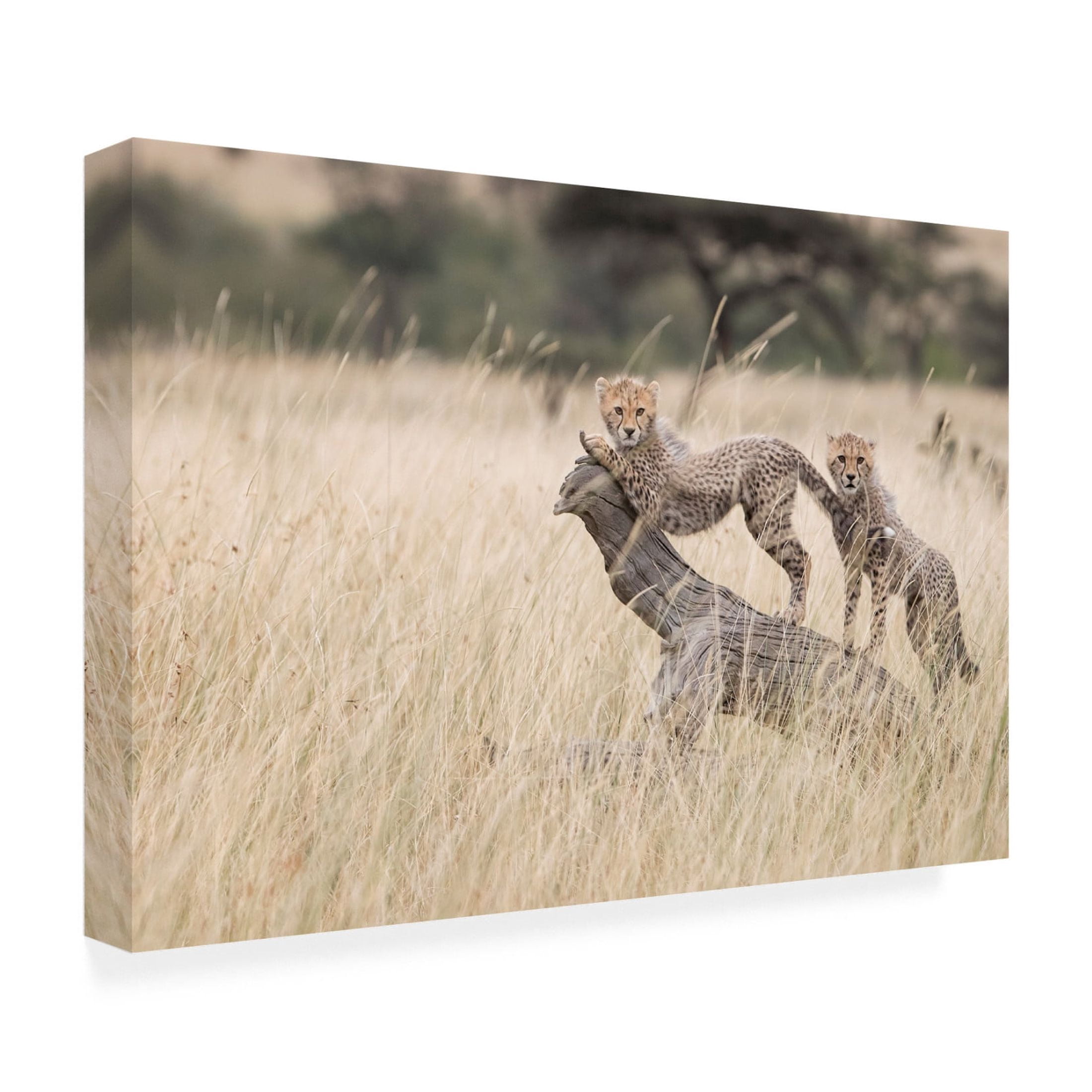 Canvas Wall Art - Renee Doyle 'Curious Kitties' Wall Art for Living Room, Bedroom, or Office Décor by Trademark Fine Art - 19 x 12 Inches