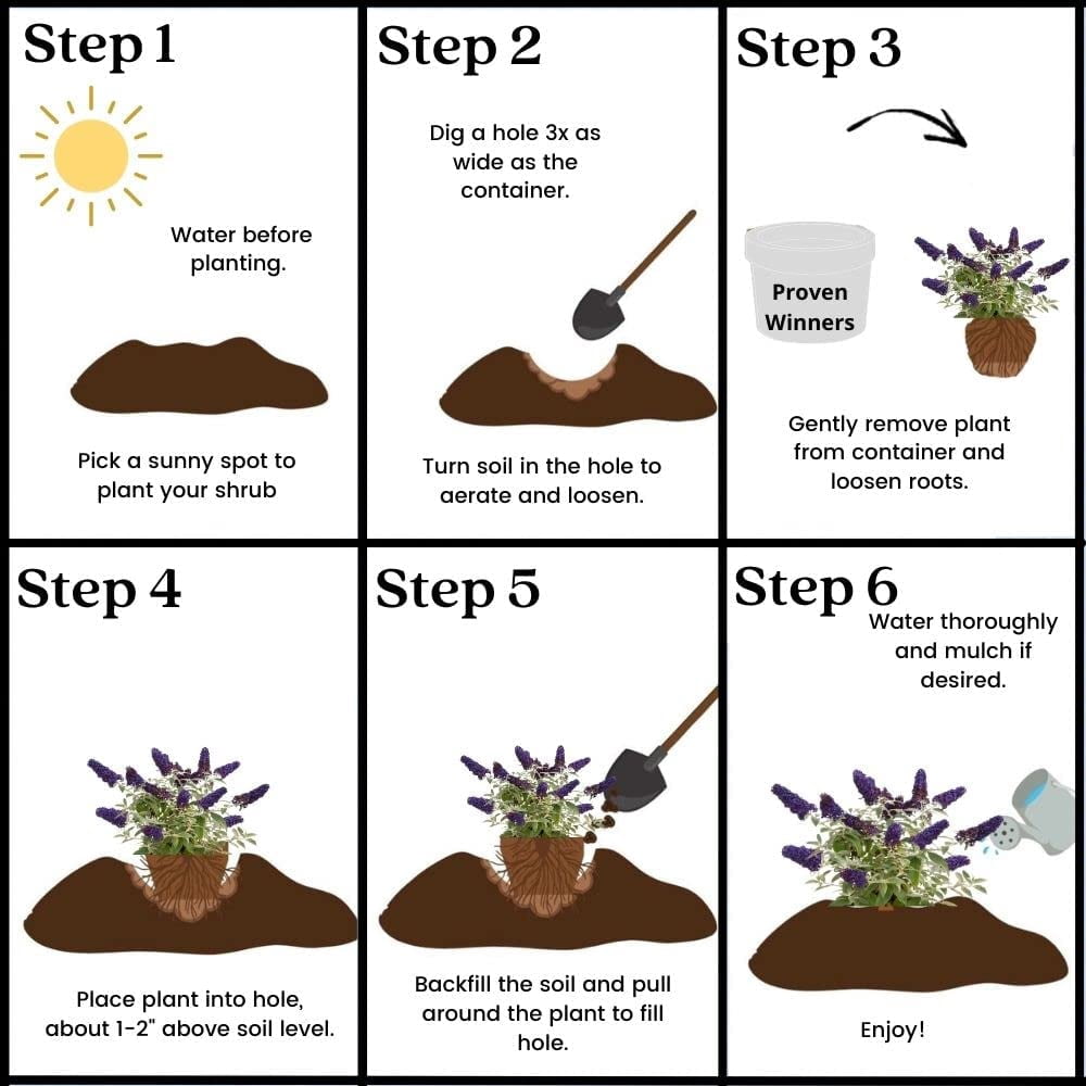 Proven Winners ColorChoice Pugster Blue Buddleia Live Shrub (2 Gallon)