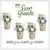 4-Pack, 4.25 in. Eco+Grande, Prime Rosemary, Live Plant, Herb