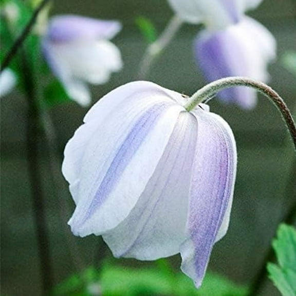 Wild Swan Anemone Flower Root - Deer Resistant - Good as Cut Flowers - Naturalizing - Perennializing - Easy to Grow Live Plants - Outdoor Garden
