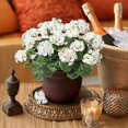 thumbnail image 5 of 9 Pcs 14'' Artificial Geranium Silk Flower Outdoor UV Resistant Garden Plants Bush Faux Flowers for Home Wedding Kitchen Table Centerpieces Decor (White), 5 of 7