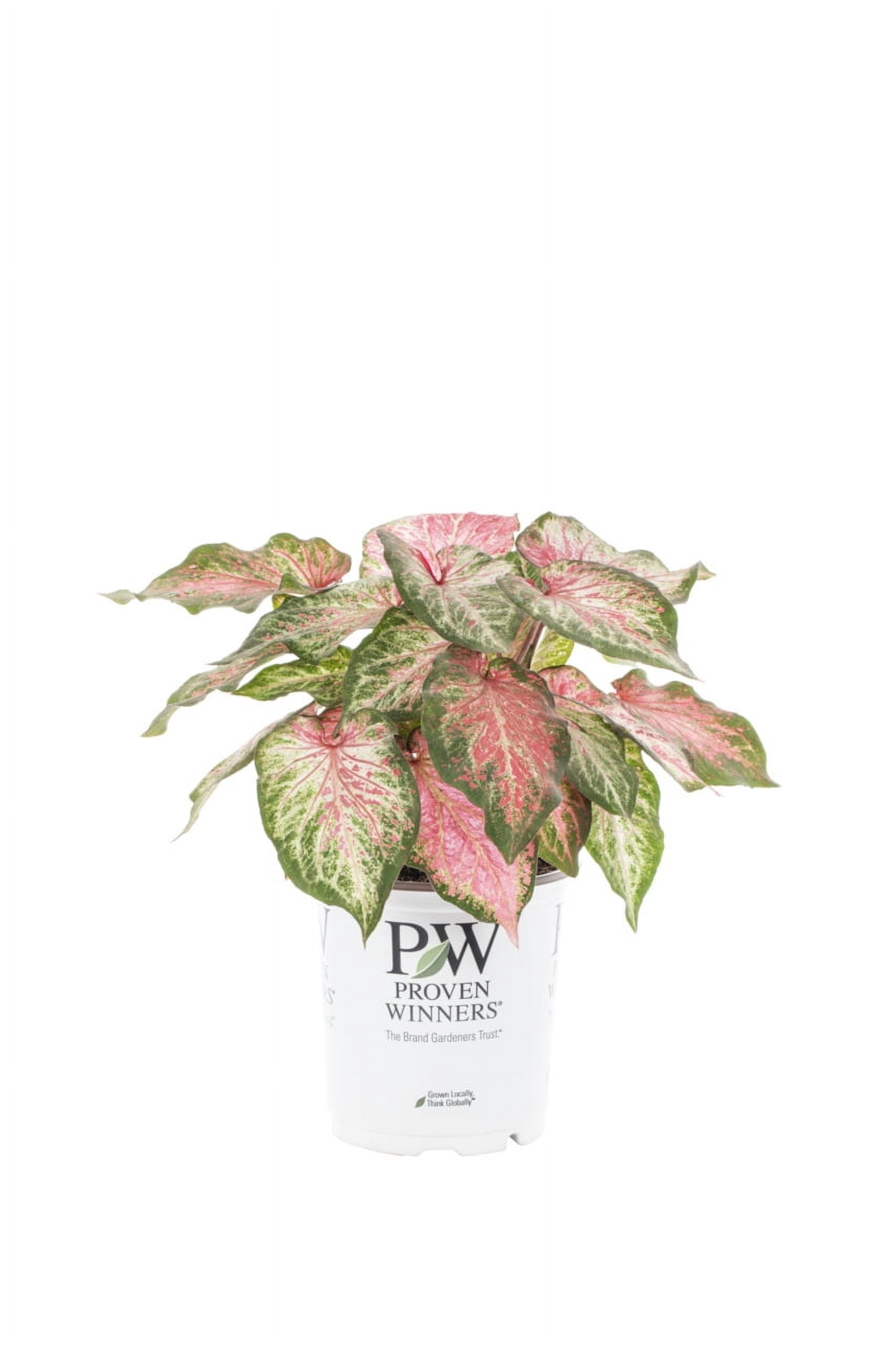 Proven Winners 2QT Green Pink Caladium Live Annual Plant Sun 3-Pack