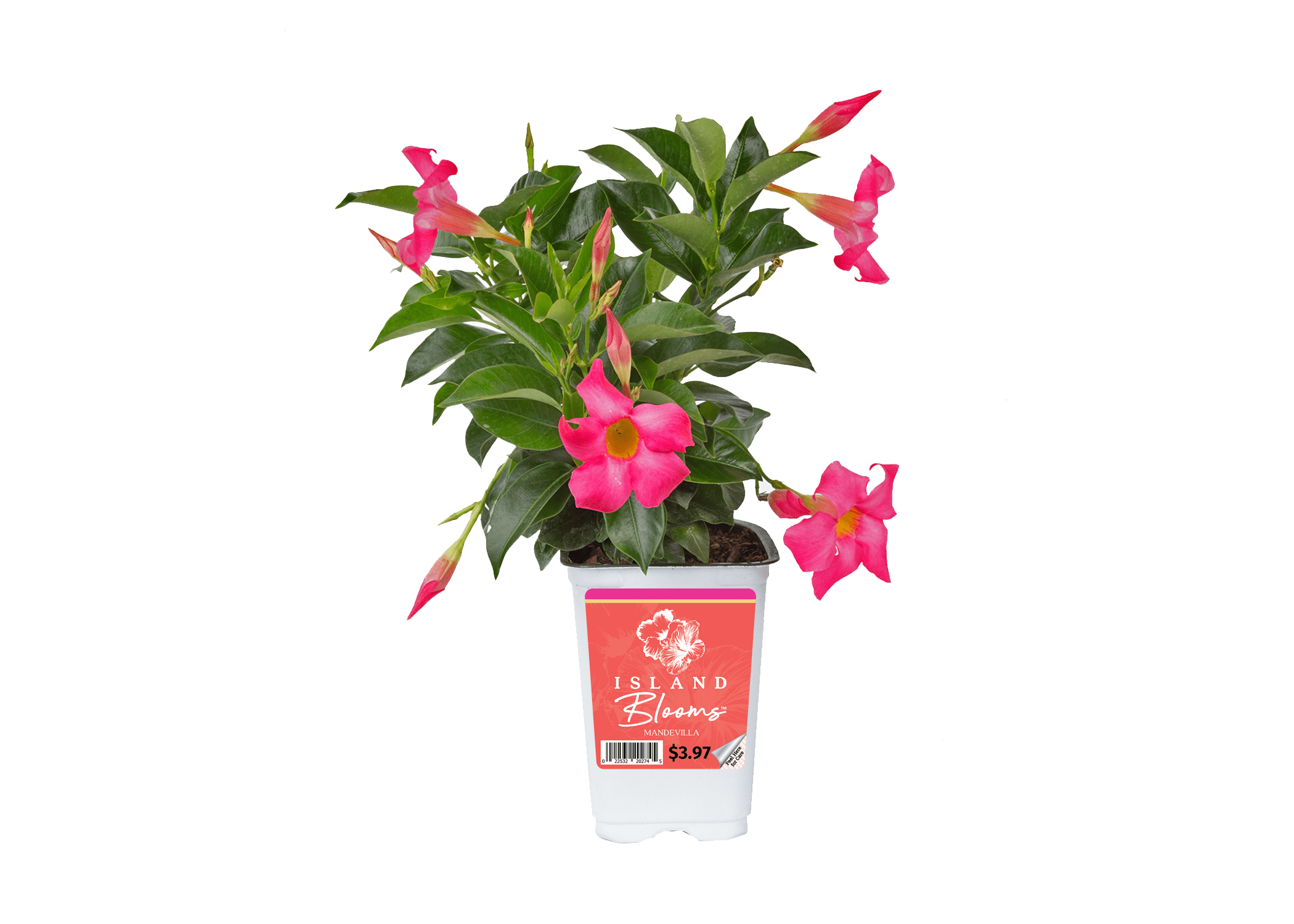 Island Blooms Live Indoor 7in. Tall Mandevilla Plant in 4in. Grower Pot