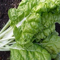 Lucullus Swiss Chard Seeds - 500 Count Seed Pack - Non-GMO - A Tasty Variety That Produces Large Green Leaves and White Stems, Perfect Steamed or Used in Salads. - Country Creek LLC