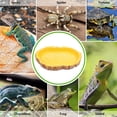 thumbnail image 2 of LEEYNEER Bol d'Eau pour Tortue pour Reptiles, Alimentation et Boisson, Arrosage des Animaux, Distributeur de Nourriture Ménager, Contenant Multifonction, 2 of 6