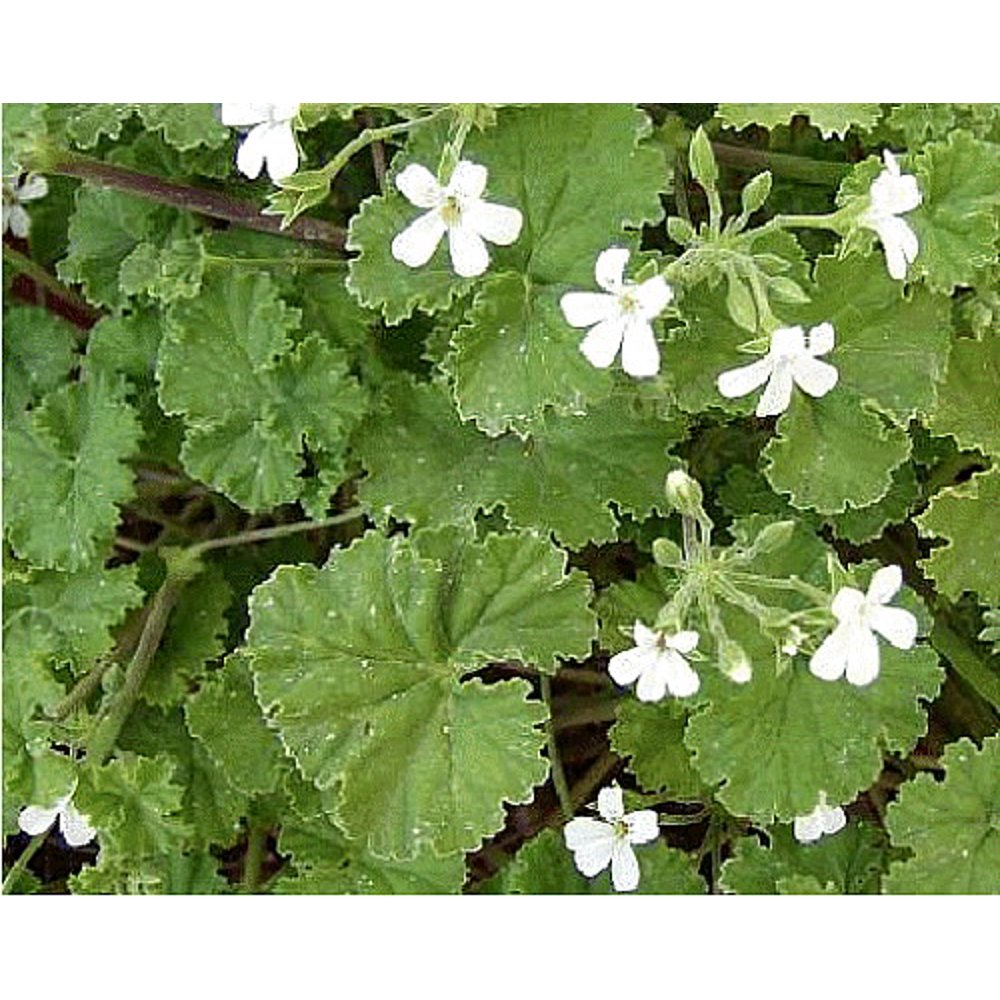 Apple Scented Leaf Geranium Inside/Out 4" Pot