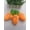 Carrot, variant on avocado Interactive Dog Toys For Small Medium Large Puppies, Indestructible