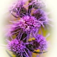 thumbnail image 2 of Bell, Jan 12x12 Gold Ornate Wood Framed with Double Matting Museum Art Print Titled - Meadow Flowers, 2 of 4