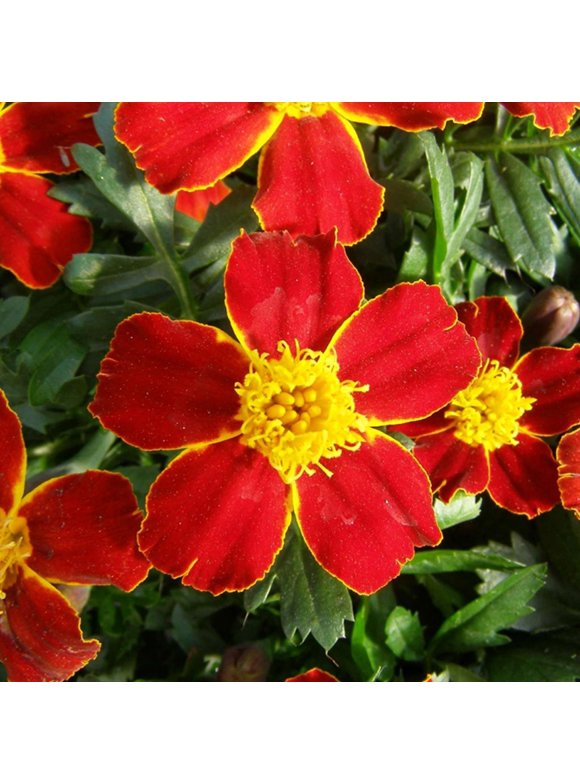 Marigold Flower Seeds in Seed Gardening