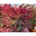thumbnail image 4 of Expert Gardener 3.25G Nandina Tuscan Flame Evergreen Live Plants Full Sun Red, 4 of 6