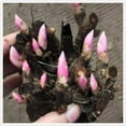 Rose Bulbs For Sale Rare Plant Rose Bulbs For Planting Outdoors Rose