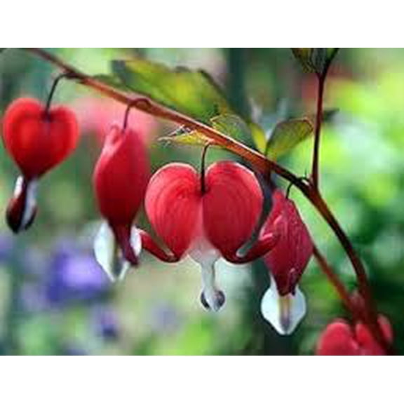 Dicentra spectabilis–Valentine–Attractive foliage  2 Gallon (Pack of 2)