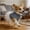 A!, variant on Dog Dress, Female Dog, With Leash Ring, Lady Dress For Dog, Elegant White Lace Dress For Kittens, Cat-Specific Pet Party Attire, Chihuahua, Yorkshire Terrier, Beagle Denim Skirt For Dog (Blue，Xs)