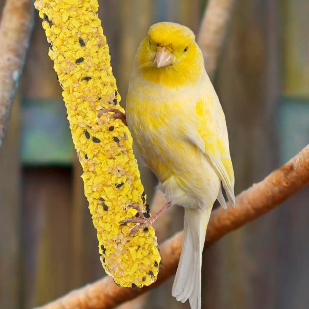 (4 pack) MENU Treat Sticks for Canary/Finch/Parakeet Vrty Pk 2.5 oz- 3 Sticks