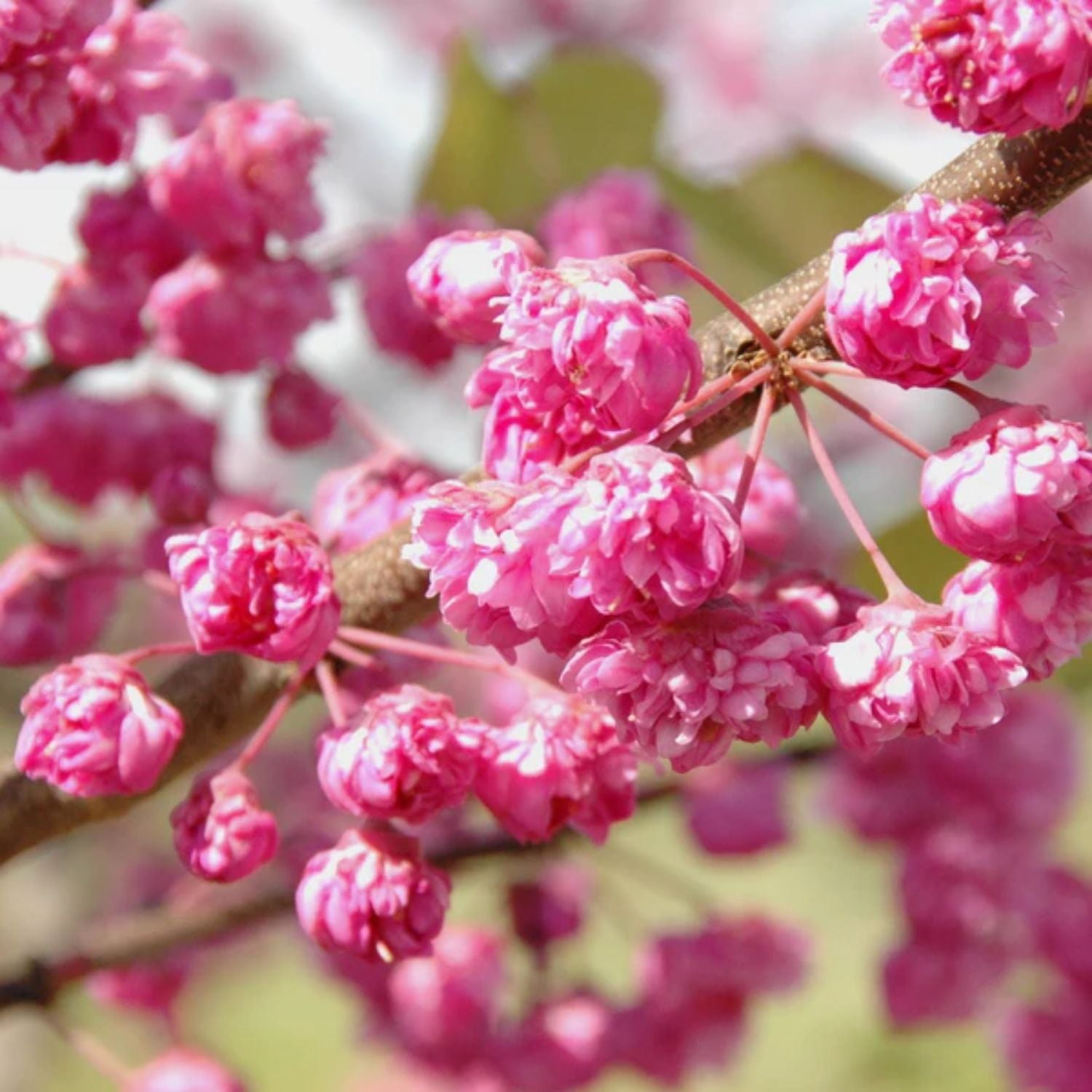 Expert Gardener 2-3 ft. tall Pink Pom Pom Redbud Tree in 5- Gallon Grower Pot