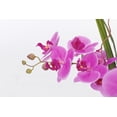 thumbnail image 2 of 29.5" Purple Orchid Arrangement in a Circular Glass Vase with Undergrowth and Greenery | Real Touch Purple Moth Orchids by Fiori Sempre, 2 of 4