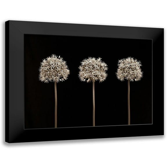 Frank, Assaf 14x12 Black Modern Framed Museum Art Print Titled - Allium flowers