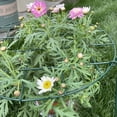 thumbnail image 6 of 16 x 14 inch Peony Cages,Grow Through Plant Support Stakes, Flower Support Hoops Heavy Plants Brace Rings, 2 Pack, 6 of 9