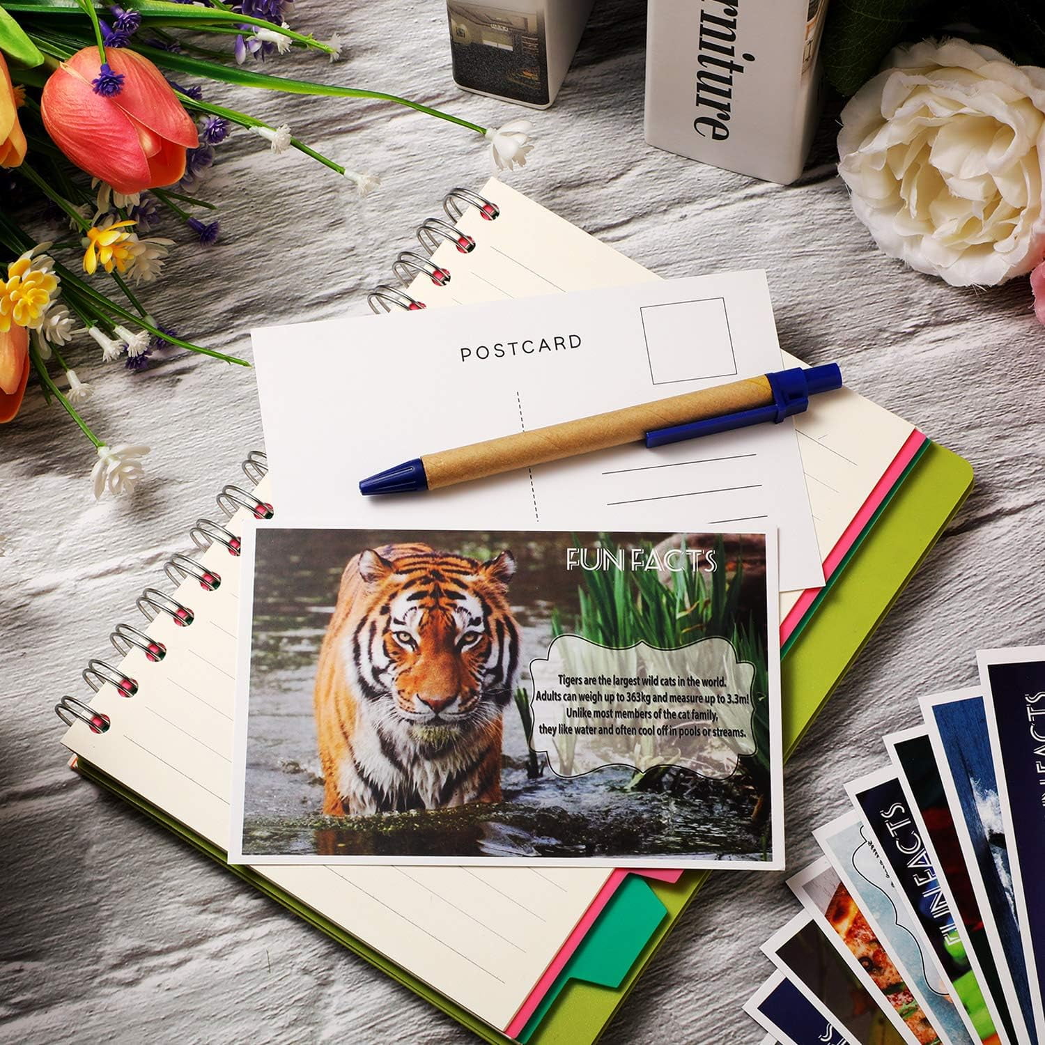 Postcard Wild Animal Bird Seasonal Landscapes Funny Postcards 20 Designs for Teacher Thank You Note Cards (Fun Facts)