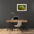 thumbnail image 3 of Jaynes Gallery 18x13 White Modern Wood Framed Museum Art Print Titled - Florida-Wakodahatchee Wetlands Purple gallinule foraging for nesting material, 3 of 4