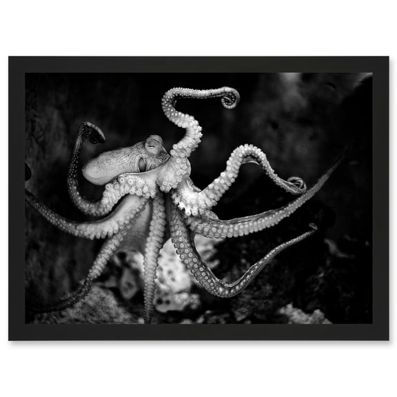 Animal Photo Aquatic Marine Octopus Black White Artwork Framed Wall Art Print A4