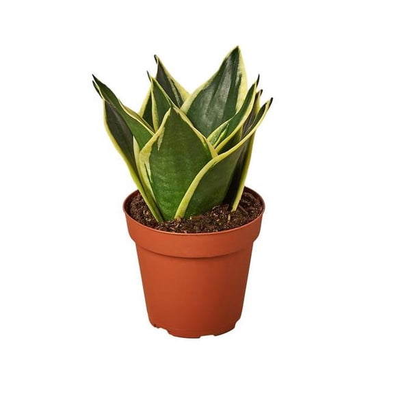 House Plant Dropship 2-SNAKE-BLACK.GOLD Snake Plant, Black & Gold