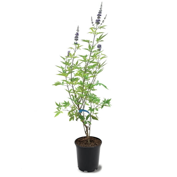 Expert Gardener 12-18 in. tall Purple Chaste Vitex Live Tree in 1-Gallon Grower Pot