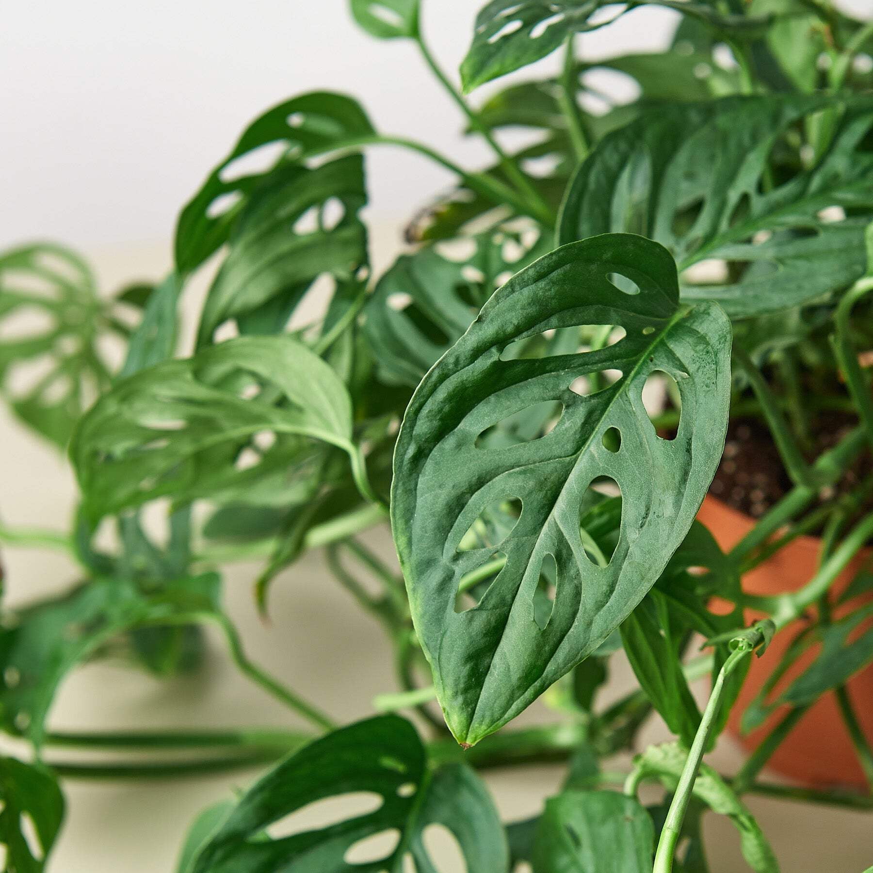 Monstera Adansonii 'Swiss Cheese', 4" Pot, Indoor Houseplant, Easy Care, Live Plant for Indoor & Outdoor