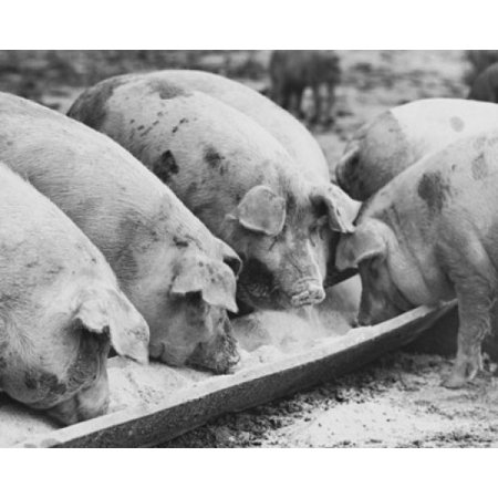 Herd Of Pigs Feeding From A Trough Poster Print Walmart Com