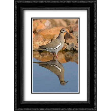 Non Puddle Light - White-winged Dove wading in puddle, Green Valley, Arizona 2x Matted 18x24 Black Ornate Framed Art Print by Vezo, Tom