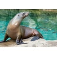 thumbnail image 2 of Murphy, Mehgan 14x11 White Modern Wood Framed Museum Art Print Titled - California Sea Lion, 2 of 4