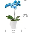 thumbnail image 6 of Just Add Ice 16-30" Watercolor Blue Premium Orchid Live Plant in 5" White Ceramic Pot, House Plant, 6 of 7
