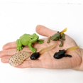 thumbnail image 1 of Realistic Amphibians Frogs Life Cycle Figures Rainforest TreeFrog Bullfrog Animals Model Decoration Collection Party Favors Toys, 1 of 1