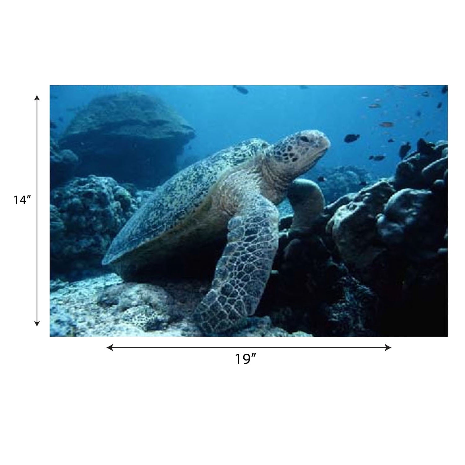 Stages Learning Materials Sea Life Poster Set, Set of 14
