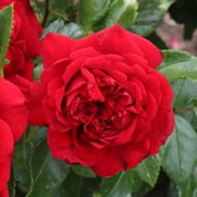 Heirloom Roses - Citiscape Bordeaux Red Rose Plant - Floribunda Rose Flowers Bush