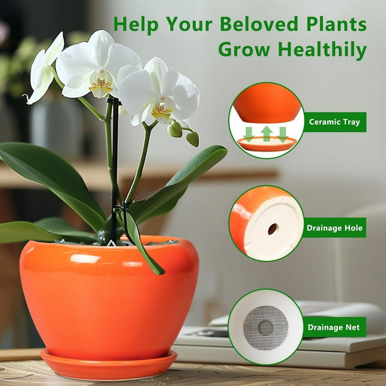 hanging plants on sale Ribbon (Spider) Plant main image 0