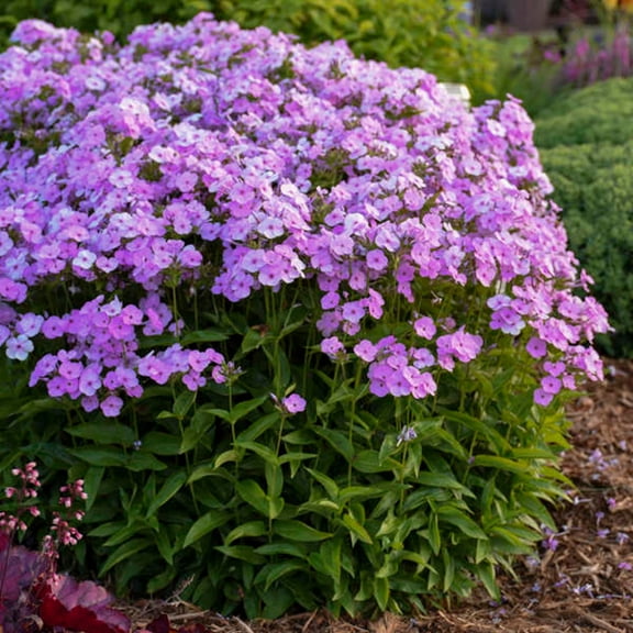 50 Blush Pop Phlox Seeds