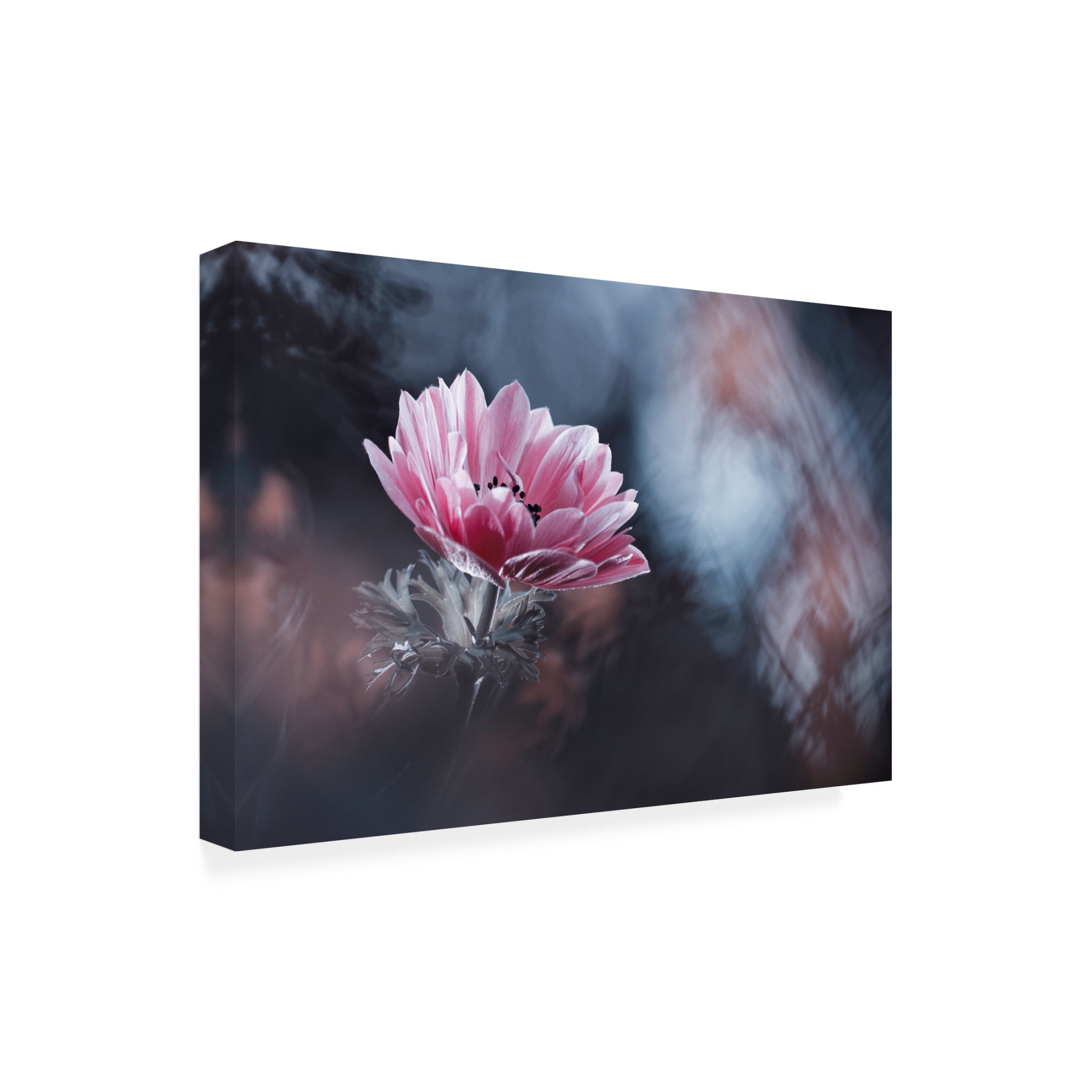 Canvas Wall Art - Fabien Bravin 'Anemone' Wall Art for Living Room, Bedroom, or Office D?cor by Trademark Fine Art - 19 x 12 Inches